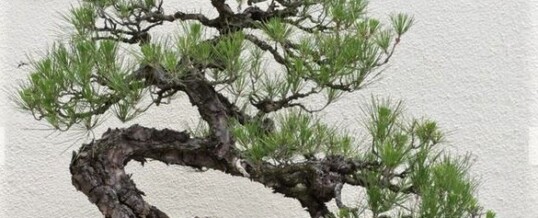 BONSAI